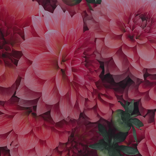 A Sublime Touch: Floral Perfumes for the Sophisticated Soul